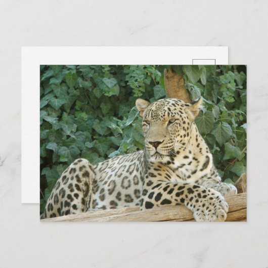 Grote luipaard rust op een boomstam briefkaart (Voorkant / Achterkant)