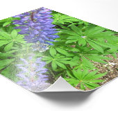 Grote Lupin Foto Afdruk (Hoek)