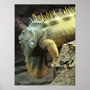 Grote mannetjes Iguana spp. Poster