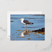 Grote Mantelmeeuw in het water Folie Feestdagen Briefkaart (Voorkant / Achterkant)