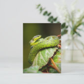 Grote Meren Struik Viper Briefkaart (Staand voorkant)