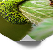 Grote Meren Struik Viper Poster (Hoek)