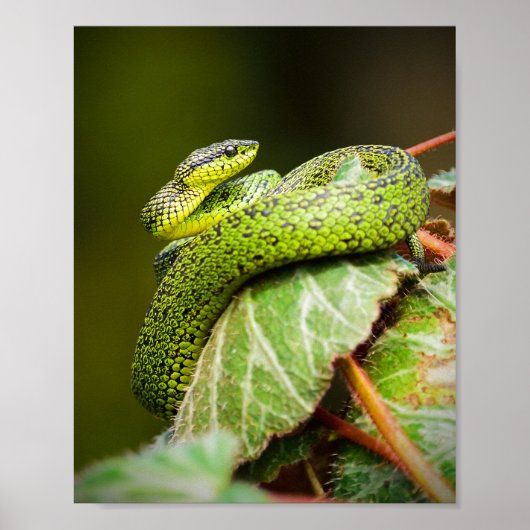 Grote Meren Struik Viper Poster (Voorkant)