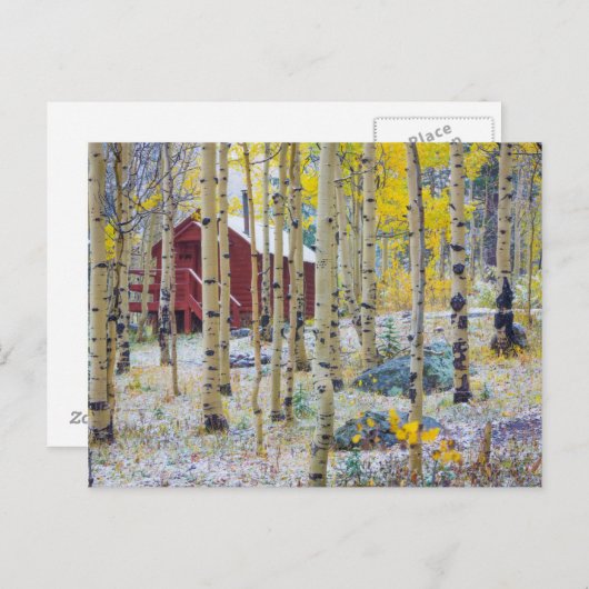 Grote Mesa Solitaire kap in een bos Briefkaart (Voorkant / Achterkant)