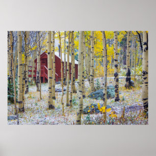 Grote Mesa Solitaire kap in een bos Poster