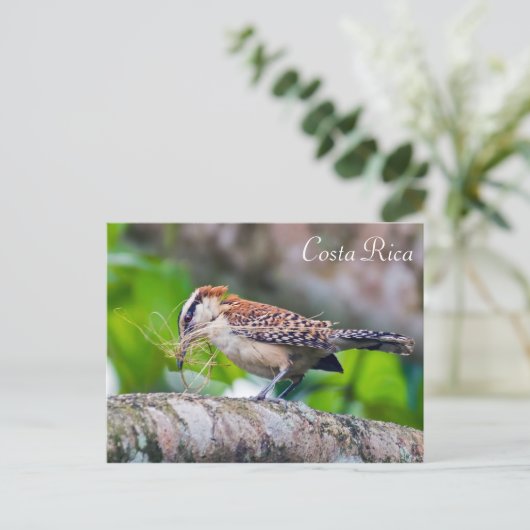 Grote mierendoder die een nest bouwt - Costa Rica Briefkaart (Staand voorkant)