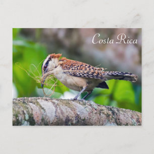 Grote miervogel bouwt een nest - Costa Rica Briefkaart