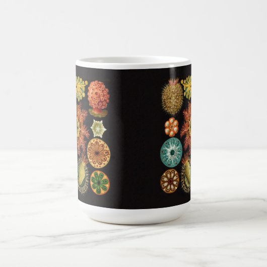 Grote mok van Haeckel Echinoderm (Center)