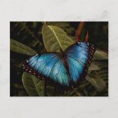 Grote, mooie, blauwe vlinder briefkaart (Voorkant)