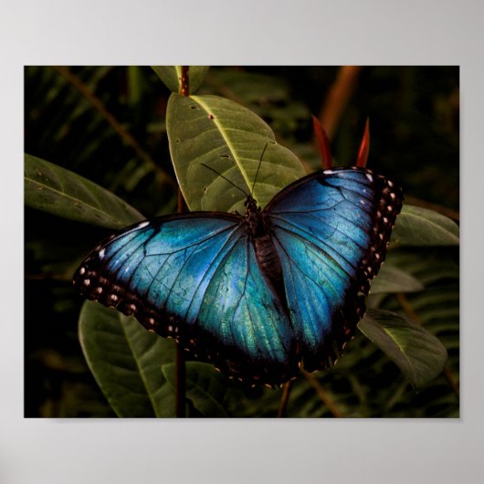 Grote, mooie, blauwe vlinder poster (Voorkant)