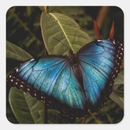 Grote, mooie, blauwe vlinder vierkante sticker