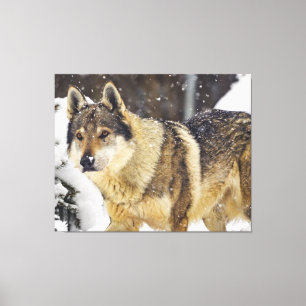 Grote mooie grijze Wilde Wolf in sneeuw Canvas Afdruk