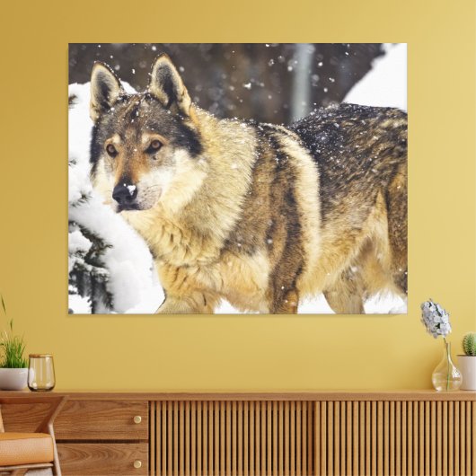 Grote mooie grijze Wilde Wolf in sneeuw Canvas Afdruk (Insitu (Woonkamer))