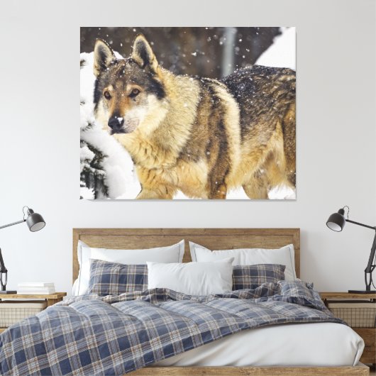 Grote mooie grijze Wilde Wolf in sneeuw Canvas Afdruk (Insitu (Slaapkamer))