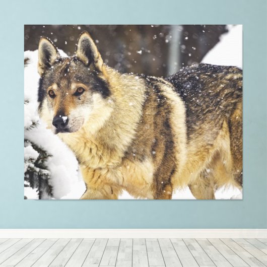 Grote mooie grijze Wilde Wolf in sneeuw Canvas Afdruk (Insitu (Houten vloer))