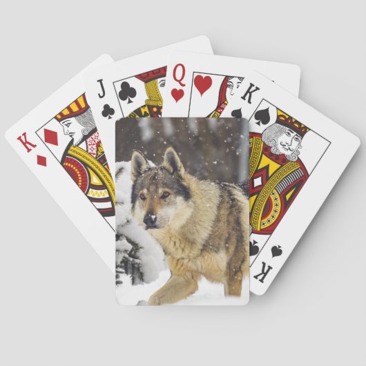 Grote mooie grijze Wilde Wolf in sneeuw Pokerkaarten (Achterkant)