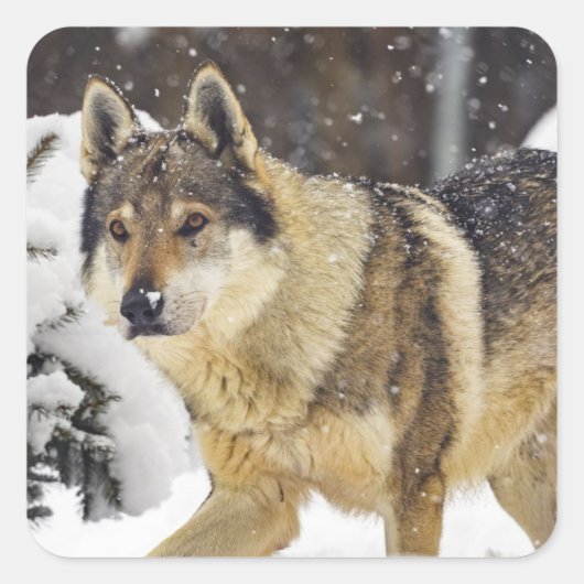 Grote mooie grijze Wilde Wolf in sneeuw Vierkante Sticker (Voorkant)