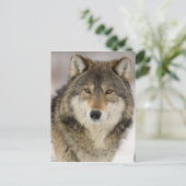 Grote mooie grijze wolf in het wild briefkaart (Staand voorkant)