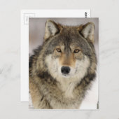 Grote mooie grijze wolf in het wild briefkaart (Voorkant / Achterkant)