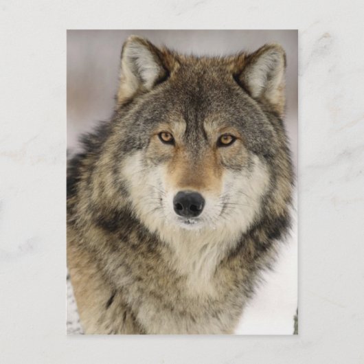 Grote mooie grijze wolf in het wild briefkaart (Voorkant)