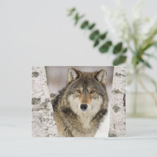 Grote mooie grijze wolf in het wild briefkaart (Staand voorkant)