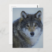 Grote mooie grijze wolf in het wild briefkaart (Voorkant / Achterkant)