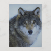 Grote mooie grijze wolf in het wild briefkaart (Voorkant)