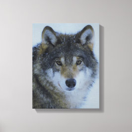 Grote mooie grijze wolf in het wild canvas afdruk