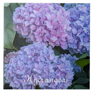 Grote Mooie Hortensia Bloemen Bloesem Tegeltje