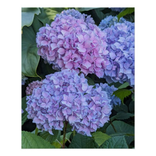 Grote Mooie Hydrangea Bloemen Bloemstuk Perfect Poster
