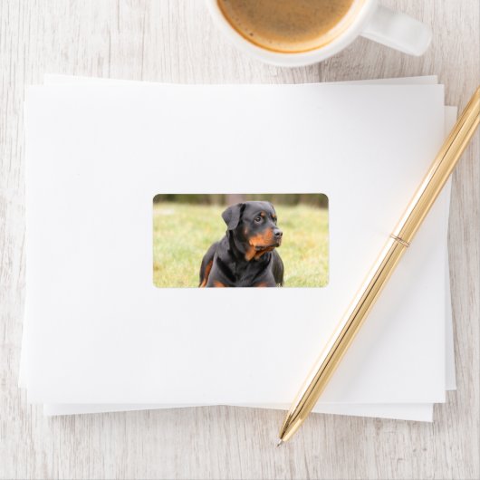 Grote mooie rottweiler etiket (Insitu)