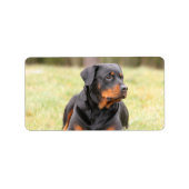 Grote mooie rottweiler etiket (Voorkant)