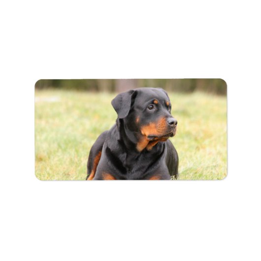 Grote mooie rottweiler etiket (Voorkant)