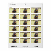 Grote mooie rottweiler etiket (Full Sheet)