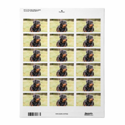Grote mooie rottweiler etiket (Full Sheet)