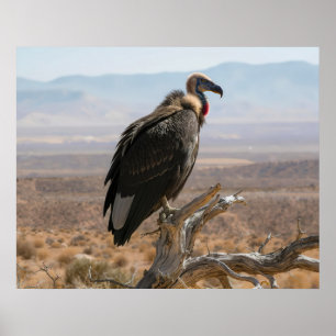 Grote Mooie Vogel Poster