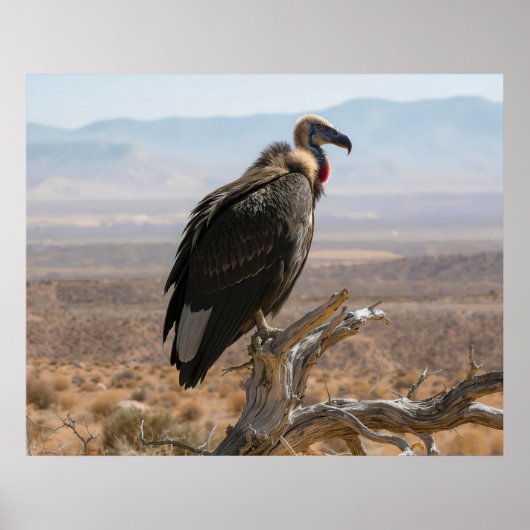 Grote Mooie Vogel Poster (Voorkant)