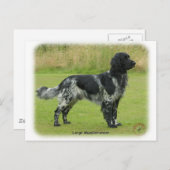 Grote Münsterlander Briefkaart (Voorkant / Achterkant)