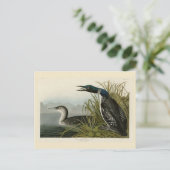 Grote Noord-Diver Loon Audubon Birds of America Briefkaart (Staand voorkant)
