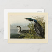 Grote Noord-Diver Loon Audubon Birds of America Briefkaart (Voorkant / Achterkant)