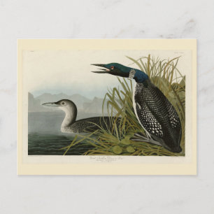 Grote Noord-Diver Loon Audubon Birds of America Briefkaart