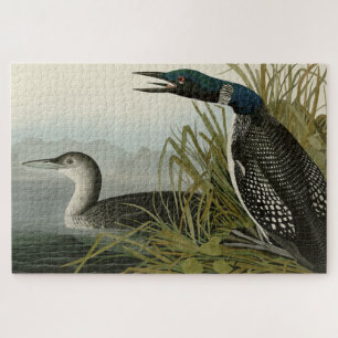 Grote Noord-Diver Loon Audubon Birds of America Legpuzzel