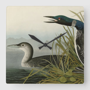 Grote Noord-Diver Loon Audubon Birds of America Vierkante Klok