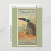 Grote Noordelijke Duiker (Loon) Briefkaart (Voorkant / Achterkant)