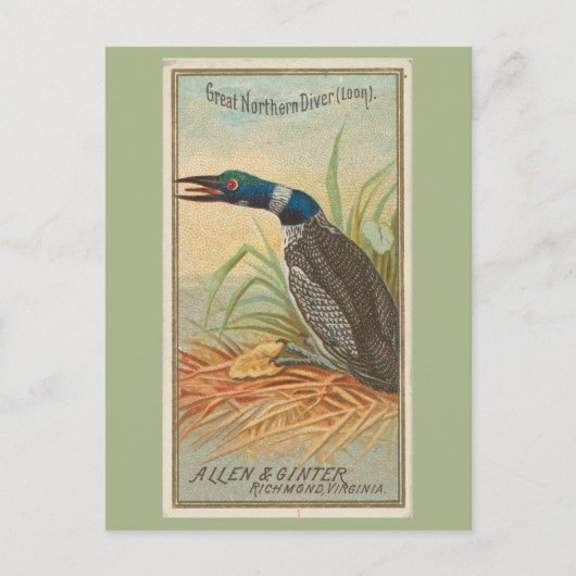 Grote Noordelijke Duiker (Loon) Briefkaart (Voorkant)