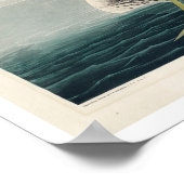 Grote noordelijke duiker of leoon door het Poster  (Hoek)