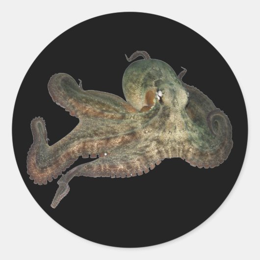 Grote oceaan octopus octapi ronde sticker (Voorkant)