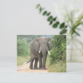 Grote Olifant Foto Briefkaart (Staand voorkant)