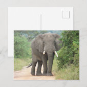 Grote Olifant Foto Briefkaart (Voorkant / Achterkant)
