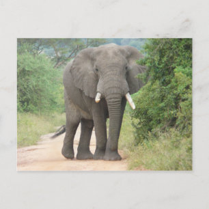 Grote Olifant Foto Briefkaart